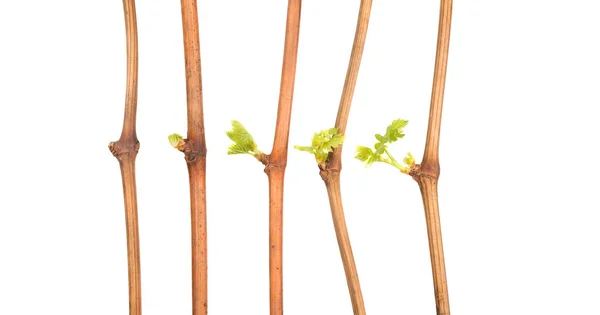 El proceso de cultivo de los plantones de uva de la vid . — Foto de Stock