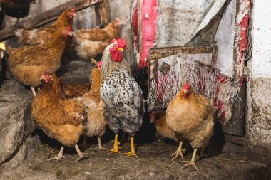 Çiftlikteki tavuklar. Tonlanmış, stil, renk fotoğrafı