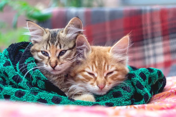 Two cute kittens in a towel — Stock Photo, Image