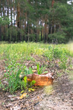 Bir çam ormanında yerde kahverengi plastik şişe.