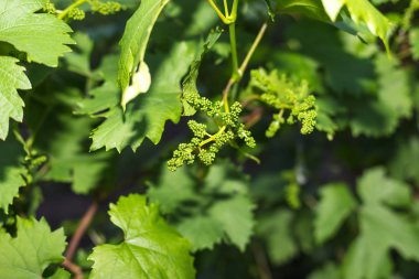  Bahar zamanında üzüm bağları üzerinde genç yeşil üzüm dalları