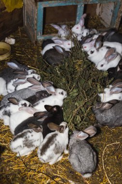 Küçük bir kulübede tavşan büyük bir grup ıslahı.