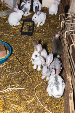 Küçük bir kulübede tavşan büyük bir grup ıslahı.