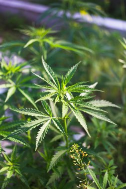 Bir kenevir bitki, kırsal kesimde bir esrar çalı.