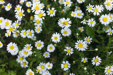 Yabani papatya çiçeği bir alan üzerinde. Güzel bokeh arka plan.