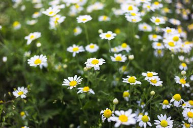 Yabani papatya çiçeği bir alan üzerinde. Güzel bokeh arka plan.
