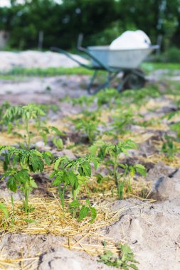 Kumlu toprakta bahçede genç mulched domates