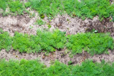 Bahçede genç dereotu satırları
