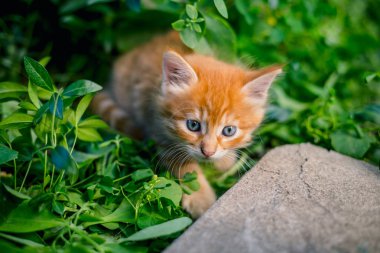 Çim de sevimli kırmızı kedi