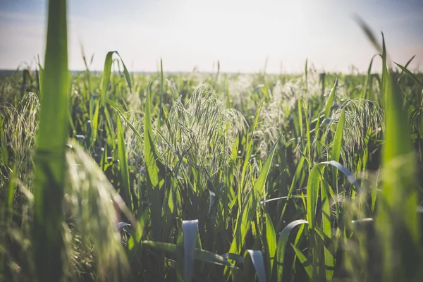 Field of young green oats at sunset — Stock Photo, Image