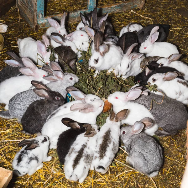 Breeding a large group of rabbits in a small shed. — Stock Photo, Image