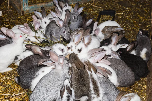 Criando um grande grupo de coelhos em um pequeno galpão . — Fotografia de Stock