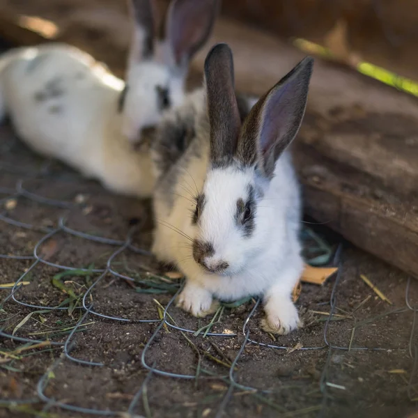 Hodowla dużej grupy królików w małej szopy. — Zdjęcie stockowe