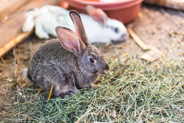 Allevamento di un grande gruppo di conigli in un piccolo capanno . — Foto Stock