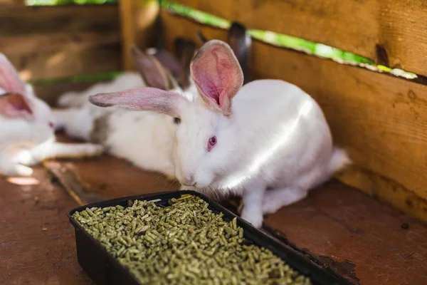 Zucht einer großen Gruppe von Kaninchen in einem kleinen Schuppen. — Stockfoto