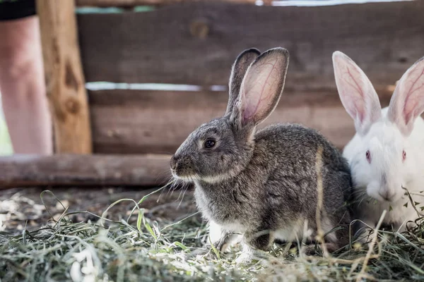 Chov velké skupiny králíků v malé kůlně. — Stock fotografie