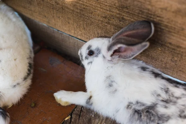 Breeding a large group of rabbits in a small shed. — Stock Photo, Image