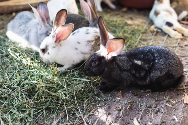 Chov velké skupiny králíků v malé kůlně. — Stock fotografie