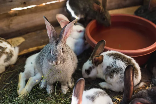 Fokken van een grote groep konijnen in een kleine schuur. — Stockfoto