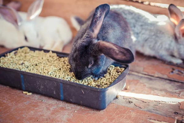 Breeding a large group of rabbits in a small shed. — Stock Photo, Image