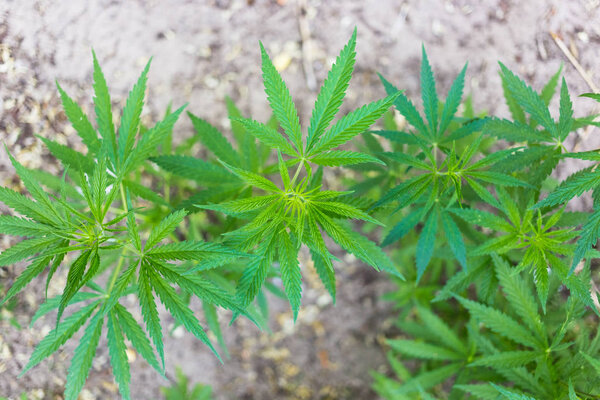 Растение конопли, куст марихуаны в сельской местности
.