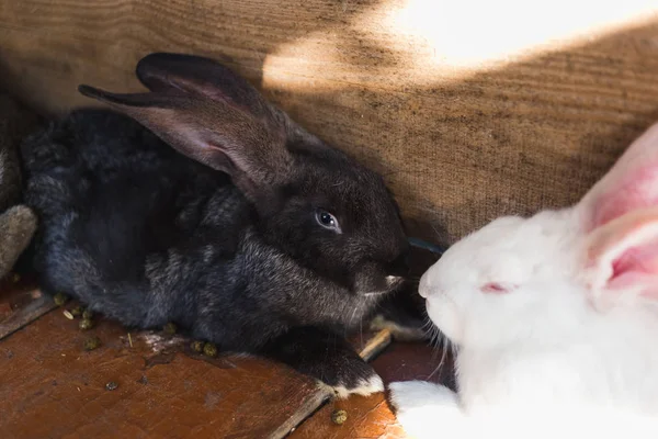 Breeding a large group of rabbits in a small shed. — Stock Photo, Image