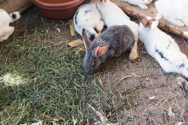 Criando um grande grupo de coelhos em um pequeno galpão . — Fotografia de Stock