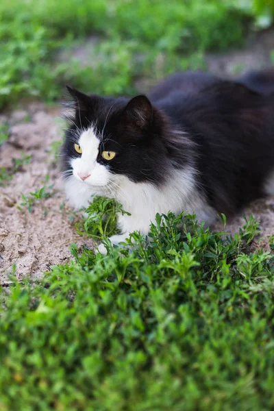 Rustikale schwarze weiße Katze im grünen Gras — Stockfoto