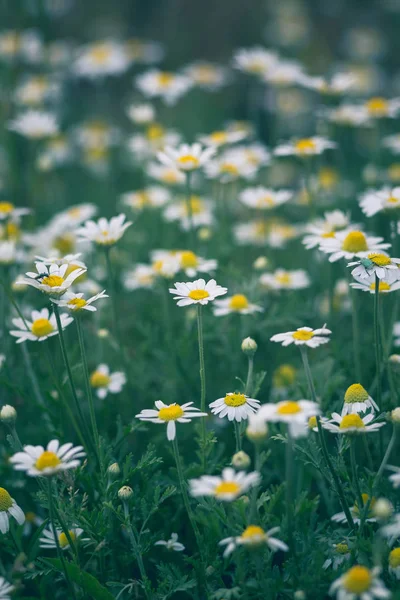 Flores silvestres de manzanilla en un campo. Hermoso fondo bokeh . — Foto de Stock