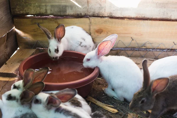 Разведение большой группы кроликов в небольшом сарае . — стоковое фото