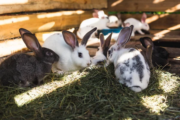 Criando um grande grupo de coelhos em um pequeno galpão . — Fotografia de Stock