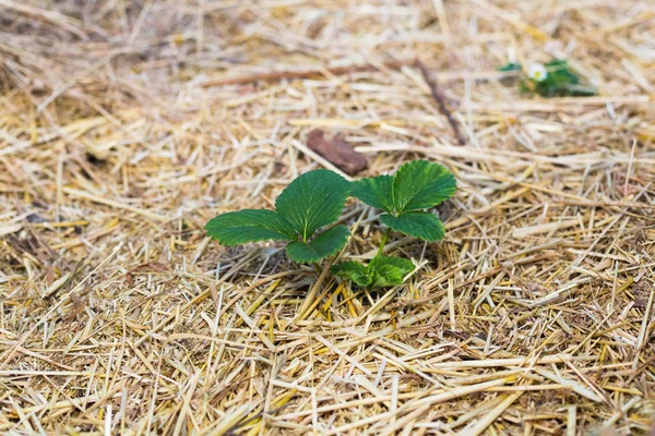 Bahçede çilek mulching