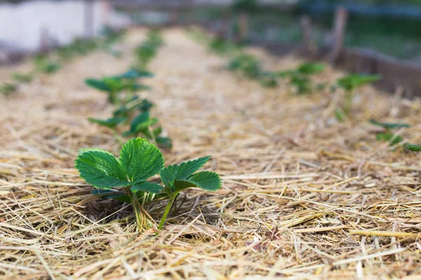 Bahçede çilek mulching