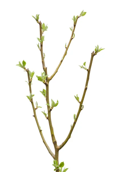 白い背景に隔離された若い梨の木 — ストック写真