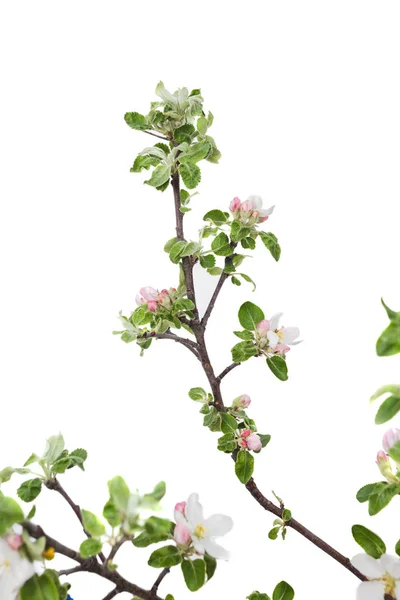 Young apple tree isolated on white background. — Stock Photo, Image