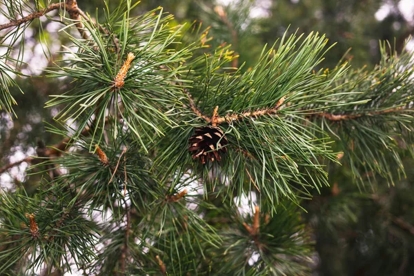 枝の上に松のコーン — ストック写真