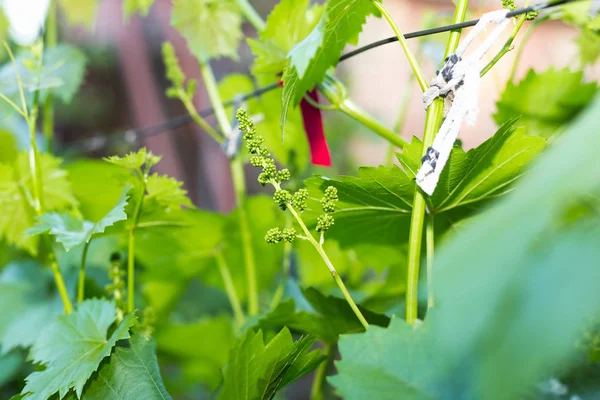 Young green grape branches on the vineyard in spring time — Stock Image Young green grape branches on the vineyard in spring time Stock Picture