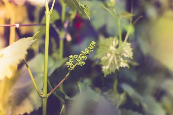 Young green grape branches on the vineyard in spring time — Stock Image Young green grape branches on the vineyard in spring time Stock Image