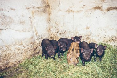 Vietnam domuzları küçük bir çiftlikte saman üzerinde duruyorlar. Aile