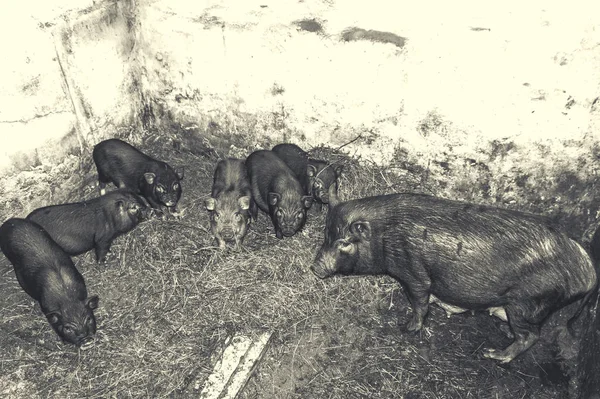 Vietnam domuzları küçük bir çiftlikte saman üzerinde duruyorlar. Aile — Stok fotoğraf