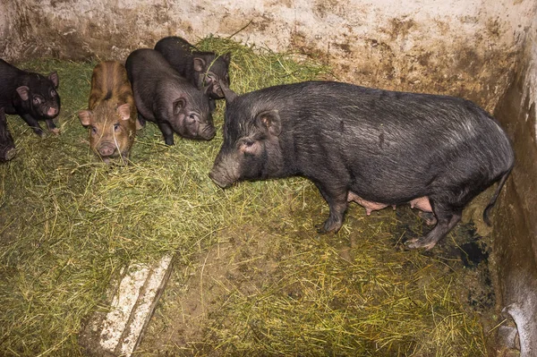 Vietnamesische Schweine stehen auf Heu im Raum einer kleinen Farm. Familie — Stockfoto