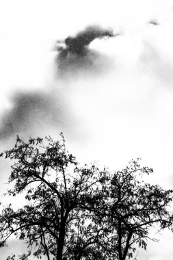 Dramatik tek renkli fotoğraf. Gökyüzü bulutlarının ve ağacının greni ve bulanıklığı