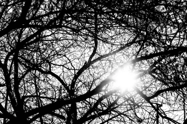 The light of the sun breaks through the branches — Stock Photo, Image