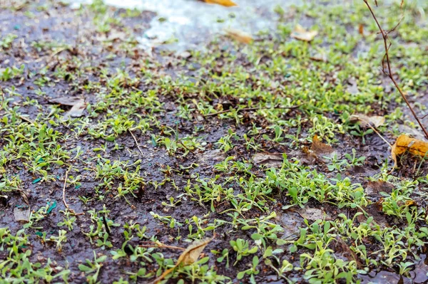 Green grass in the snow — Stock Photo, Image