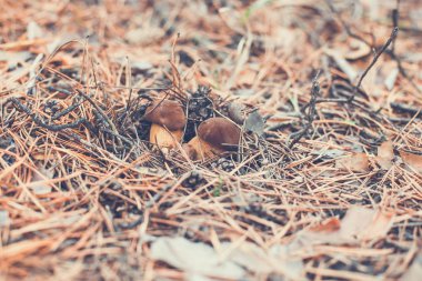 Çam ormanında yenebilir güzel bir mantar