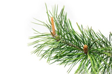 Beyaz arka planda izole genç koniler ile Ladin şube