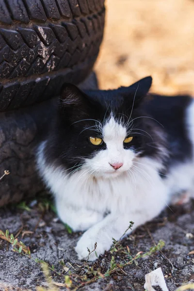 Hermoso gato blanco y negro se encuentra en un patio rural cerca de la antigua — Foto de Stock