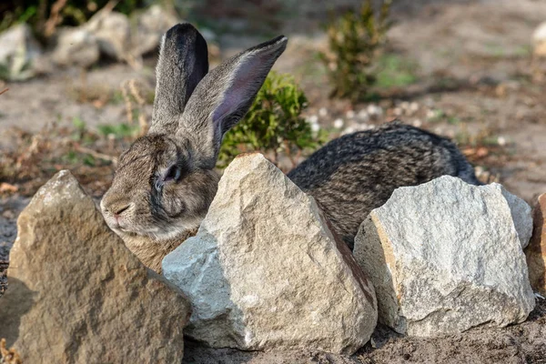 Retrato de un gran conejo hermoso en el patio — Foto de Stock