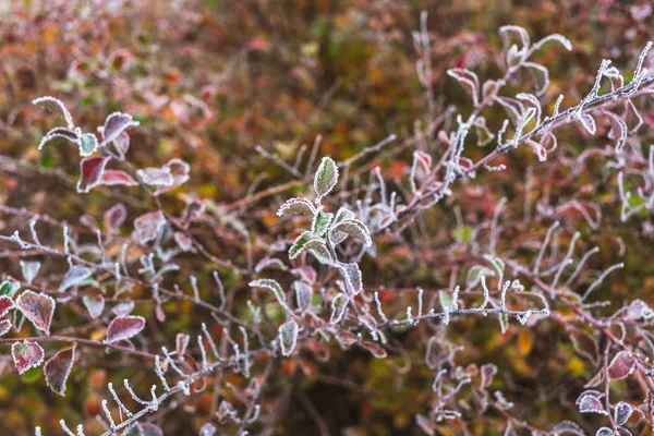 Blad täckta med hesparfrost på hösten — Stockfoto