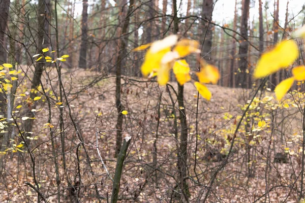 Herfst bos achtergrond. Gele bladeren aan de bomen. — Stockfoto